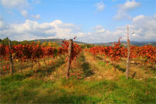 Georgians take particular pride in vineyard caring