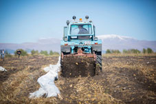 If the soil is infected with diseased potatoes, it cannot be used for 20 years.