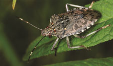 The government of Georgia is also trying to defeat the bug.