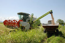 Wheat crop being harvested